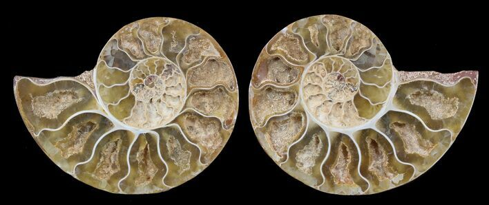 Cut & Polished, Agatized Ammonite Fossil - Jurassic #53784
